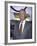 Television Personality Johnny Carson-Mirek Towski-Framed Premium Photographic Print