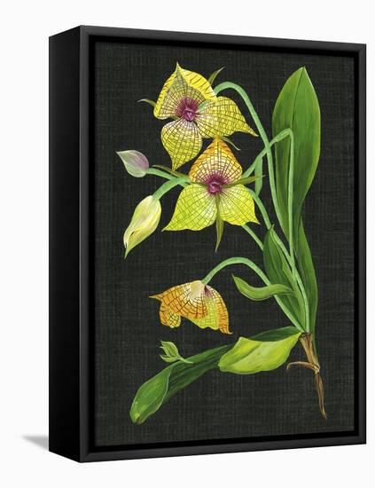 Telipogon Caulescens I-Melissa Wang-Framed Stretched Canvas