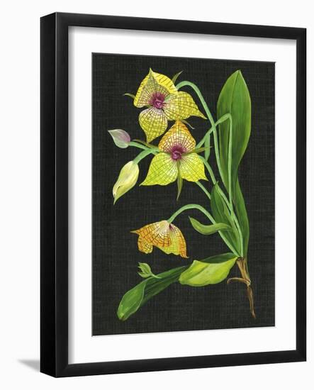 Telipogon Caulescens I-Melissa Wang-Framed Art Print