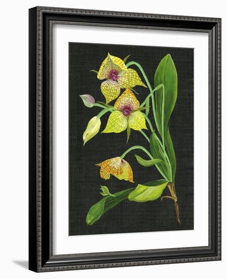 Telipogon Caulescens I-Melissa Wang-Framed Art Print