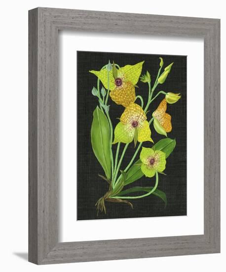 Telipogon Caulescens II-Melissa Wang-Framed Premium Giclee Print