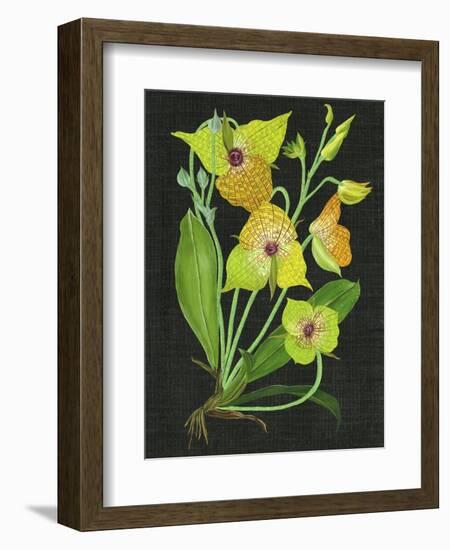 Telipogon Caulescens II-Melissa Wang-Framed Premium Giclee Print