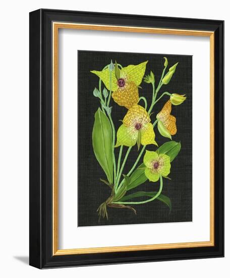 Telipogon Caulescens II-Melissa Wang-Framed Premium Giclee Print