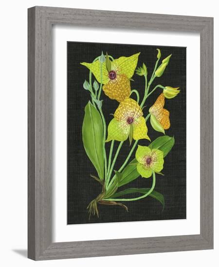 Telipogon Caulescens II-Melissa Wang-Framed Art Print