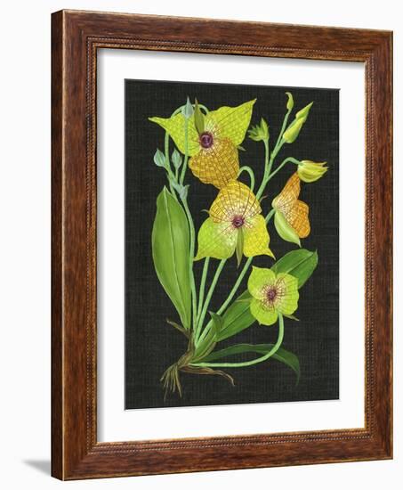 Telipogon Caulescens II-Melissa Wang-Framed Art Print