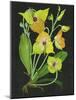 Telipogon Caulescens II-Melissa Wang-Mounted Art Print