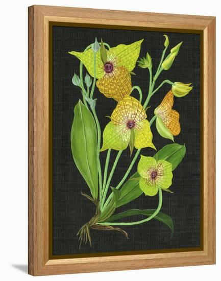 Telipogon Caulescens II-Melissa Wang-Framed Stretched Canvas