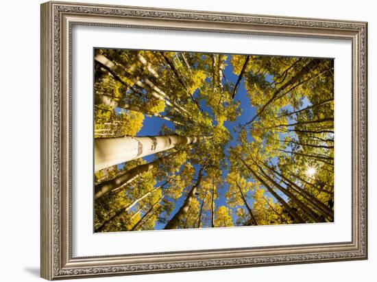 Telluride, Colorado: Fish-Eye View Of Golden Aspen Trees At The Peak Of Autumn-Ian Shive-Framed Photographic Print