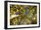 Telluride, Colorado: Fish-Eye View Of Golden Aspen Trees At The Peak Of Autumn-Ian Shive-Framed Photographic Print