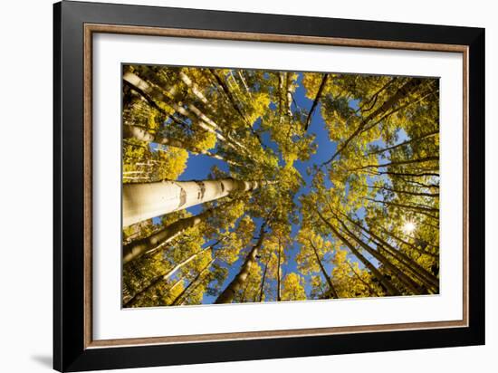 Telluride, Colorado: Fish-Eye View Of Golden Aspen Trees At The Peak Of Autumn-Ian Shive-Framed Photographic Print