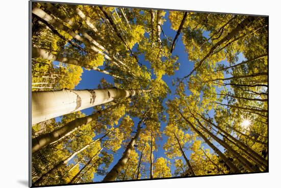 Telluride, Colorado: Fish-Eye View Of Golden Aspen Trees At The Peak Of Autumn-Ian Shive-Mounted Photographic Print