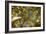 Telluride, Colorado: Fish-Eye View Of Golden Aspen Trees At The Peak Of Autumn-Ian Shive-Framed Photographic Print