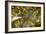 Telluride, Colorado: Fish-Eye View Of Golden Aspen Trees At The Peak Of Autumn-Ian Shive-Framed Photographic Print