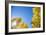 Telluride, Colorado-Justin Bailie-Framed Photographic Print