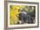 Telluride, Colorado-Justin Bailie-Framed Photographic Print