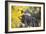 Telluride, Colorado-Justin Bailie-Framed Photographic Print