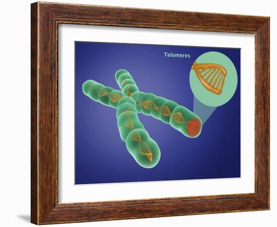 Telomere, Illustration-Gwen Shockey-Framed Giclee Print