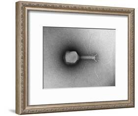 TEM of Single T4 Bacteriophage-M. Wurtz-Framed Giclee Print