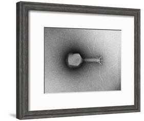 TEM of Single T4 Bacteriophage-M. Wurtz-Framed Giclee Print