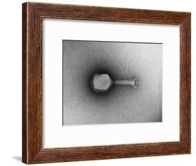 TEM of Single T4 Bacteriophage-M. Wurtz-Framed Giclee Print