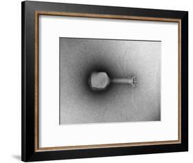 TEM of Single T4 Bacteriophage-M. Wurtz-Framed Giclee Print