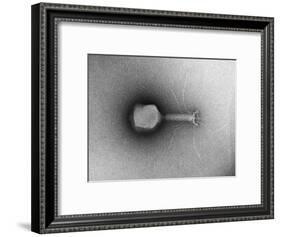 TEM of Single T4 Bacteriophage-M. Wurtz-Framed Giclee Print