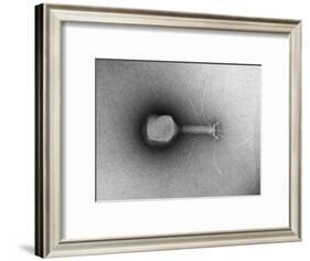 TEM of Single T4 Bacteriophage-M. Wurtz-Framed Giclee Print