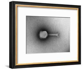 TEM of Single T4 Bacteriophage-M. Wurtz-Framed Giclee Print
