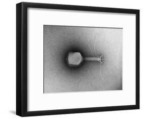TEM of Single T4 Bacteriophage-M. Wurtz-Framed Giclee Print