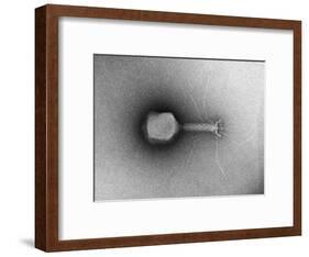 TEM of Single T4 Bacteriophage-M. Wurtz-Framed Giclee Print
