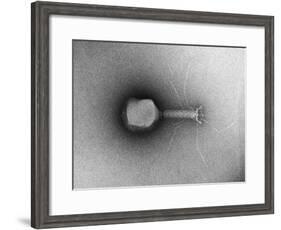 TEM of Single T4 Bacteriophage-M. Wurtz-Framed Giclee Print