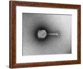 TEM of Single T4 Bacteriophage-M. Wurtz-Framed Giclee Print