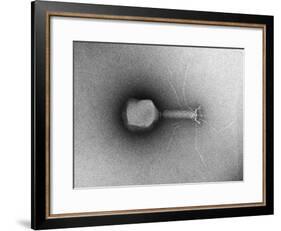 TEM of Single T4 Bacteriophage-M. Wurtz-Framed Giclee Print