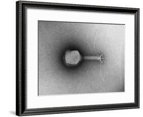 TEM of Single T4 Bacteriophage-M. Wurtz-Framed Giclee Print
