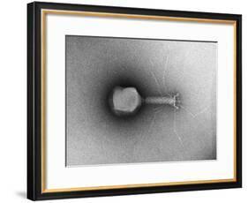 TEM of Single T4 Bacteriophage-M. Wurtz-Framed Giclee Print