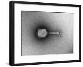 TEM of Single T4 Bacteriophage-M. Wurtz-Framed Giclee Print