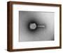 TEM of Single T4 Bacteriophage-M. Wurtz-Framed Giclee Print