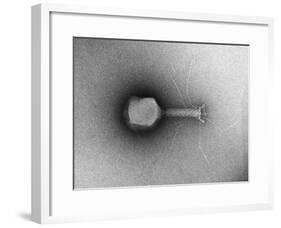 TEM of Single T4 Bacteriophage-M. Wurtz-Framed Giclee Print