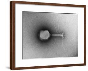 TEM of Single T4 Bacteriophage-M. Wurtz-Framed Giclee Print