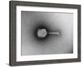 TEM of Single T4 Bacteriophage-M. Wurtz-Framed Photographic Print