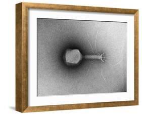 TEM of Single T4 Bacteriophage-M. Wurtz-Framed Photographic Print