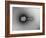 TEM of Single T4 Bacteriophage-M. Wurtz-Framed Photographic Print