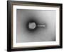 TEM of Single T4 Bacteriophage-M. Wurtz-Framed Photographic Print