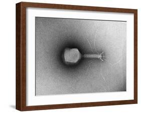 TEM of Single T4 Bacteriophage-M. Wurtz-Framed Photographic Print