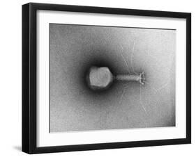 TEM of Single T4 Bacteriophage-M. Wurtz-Framed Photographic Print