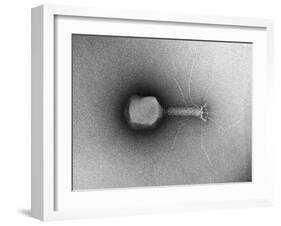 TEM of Single T4 Bacteriophage-M. Wurtz-Framed Photographic Print