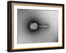 TEM of Single T4 Bacteriophage-M. Wurtz-Framed Photographic Print