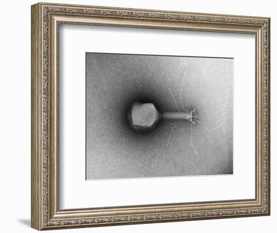 TEM of Single T4 Bacteriophage-M. Wurtz-Framed Photographic Print