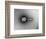 TEM of Single T4 Bacteriophage-M. Wurtz-Framed Photographic Print