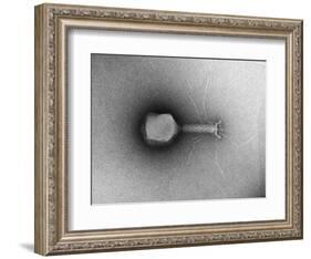 TEM of Single T4 Bacteriophage-M. Wurtz-Framed Photographic Print